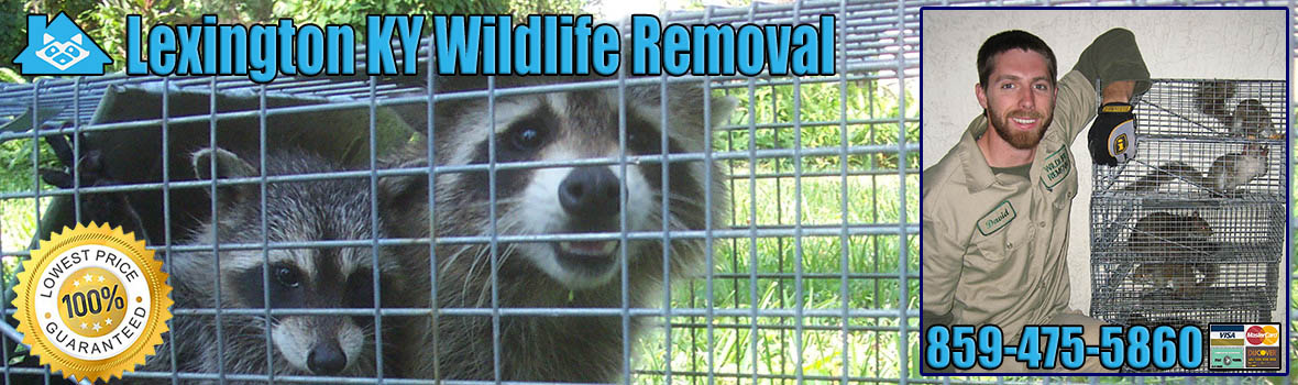 Lexington Wildlife and Animal Removal